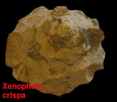 Xenophora crispa (Konig, 1825) - Pliocene - Toscana